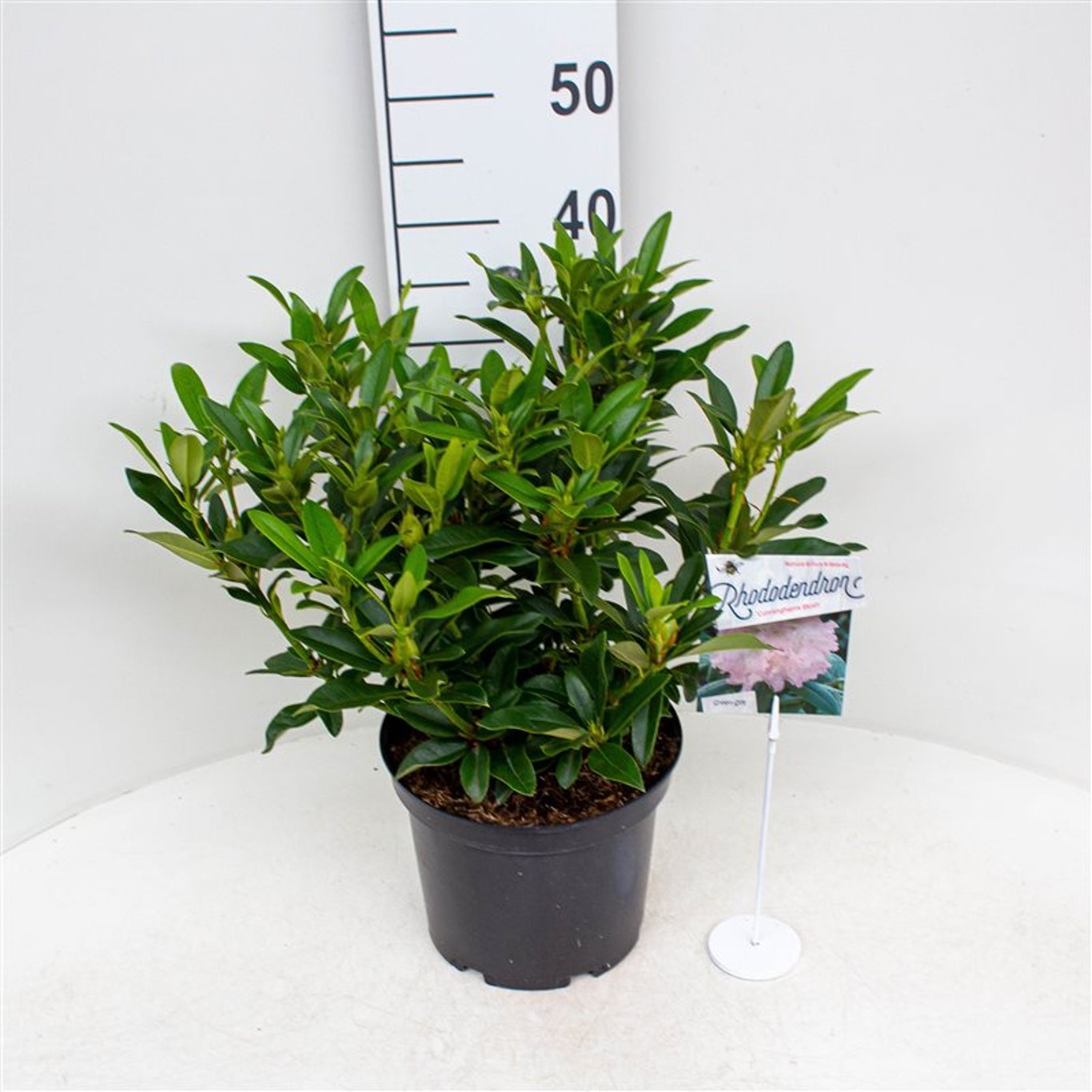 Rhododendron – Rhododendron (AC); 'Cunningh. Blush' - C5 30-40 CM